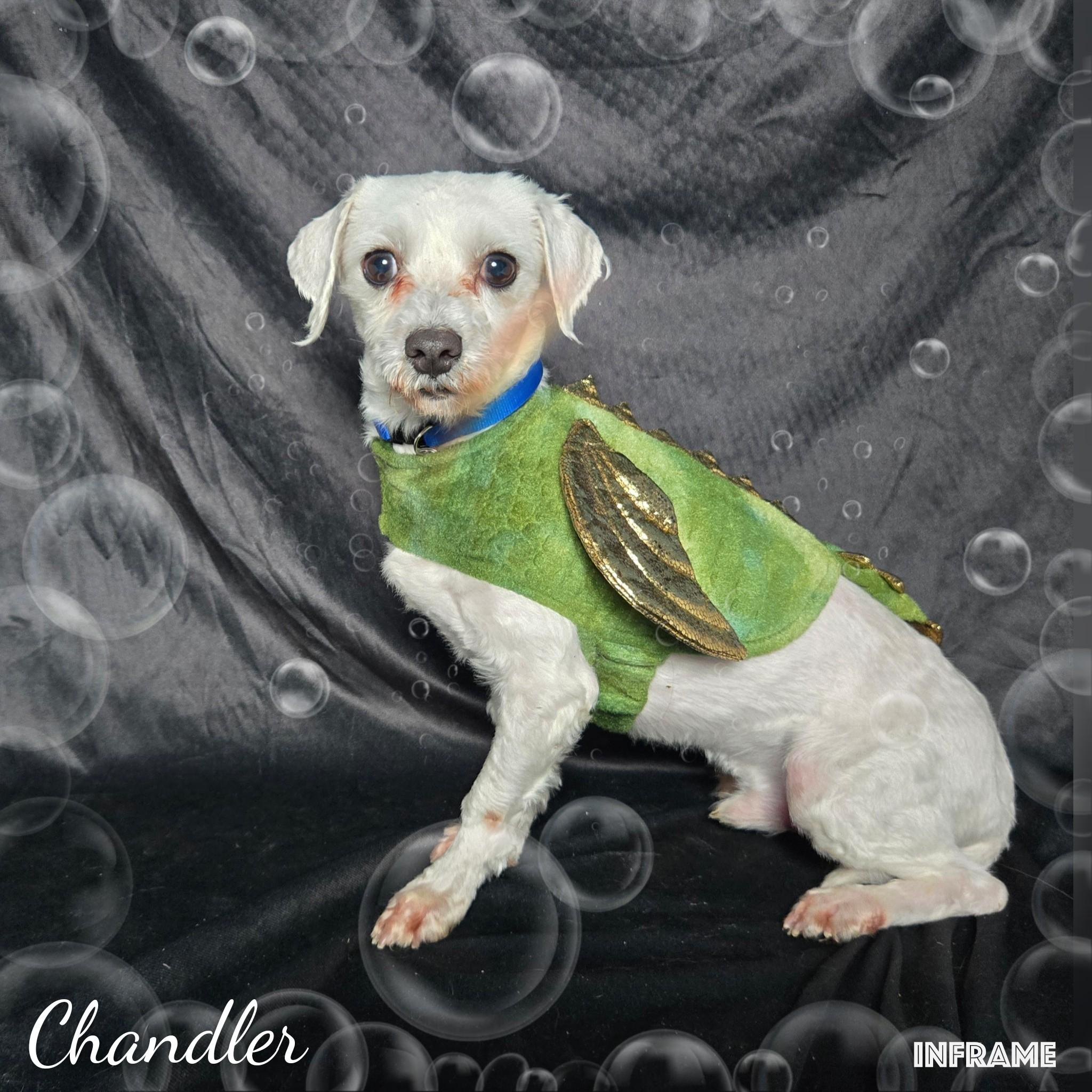 Enlarge Chandler, a Adoptable Maltese in Fredericksburg, VA image 1/6