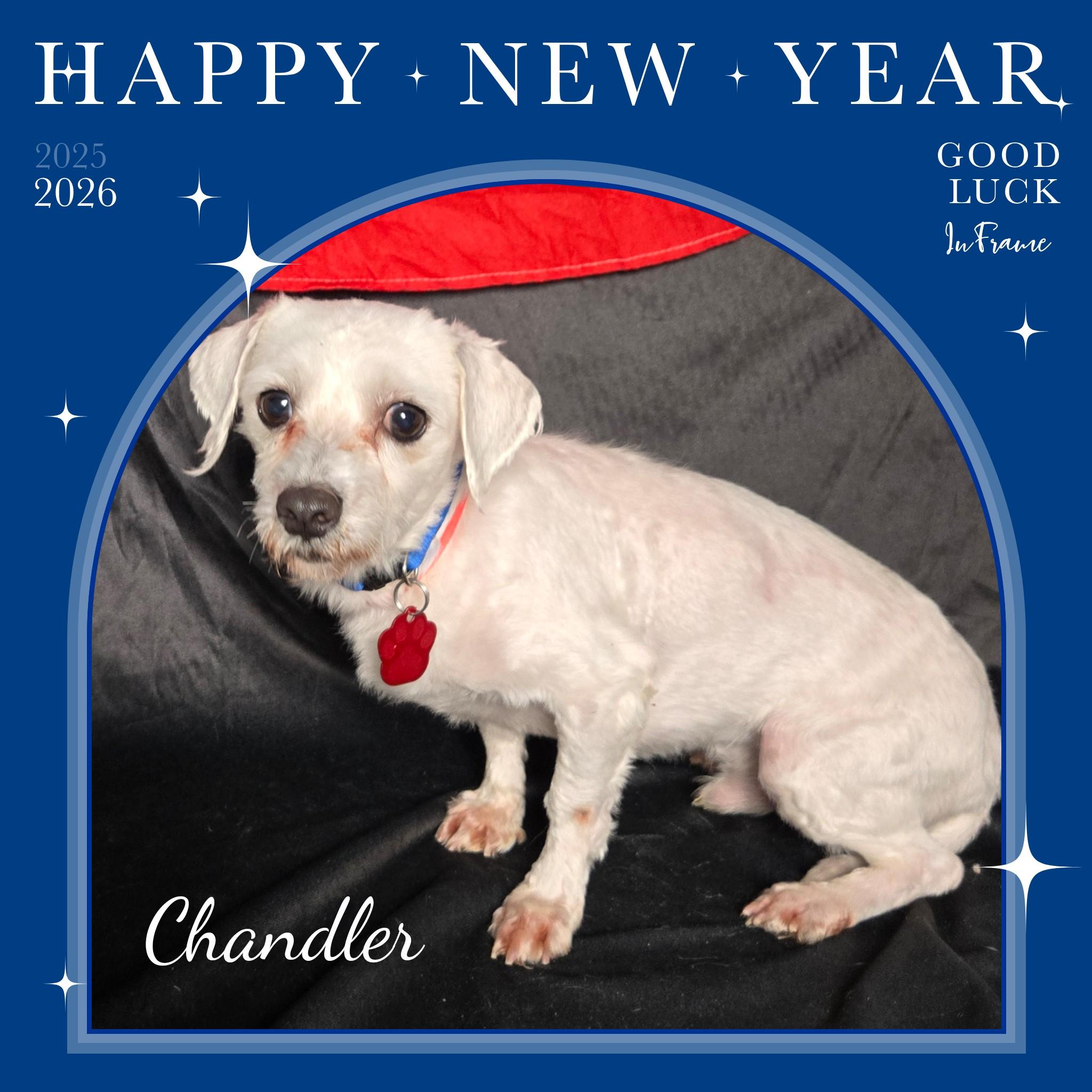 Chandler thumbnail 4