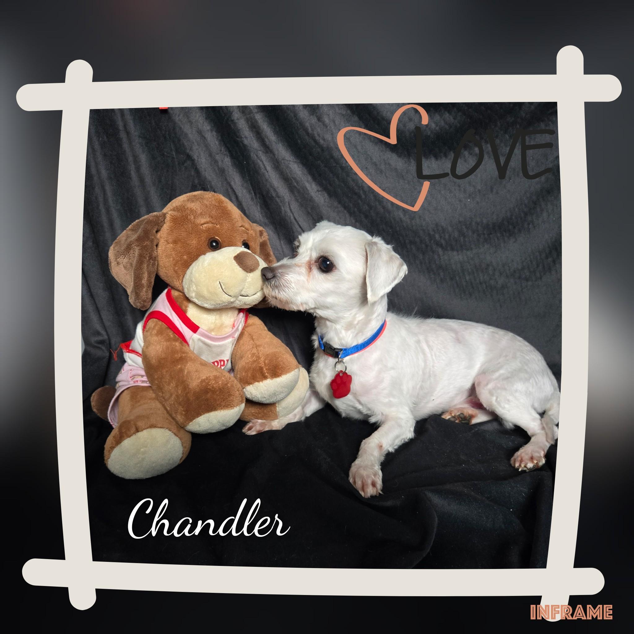Enlarge Chandler, a Adoptable Maltese in Fredericksburg, VA image 5/6