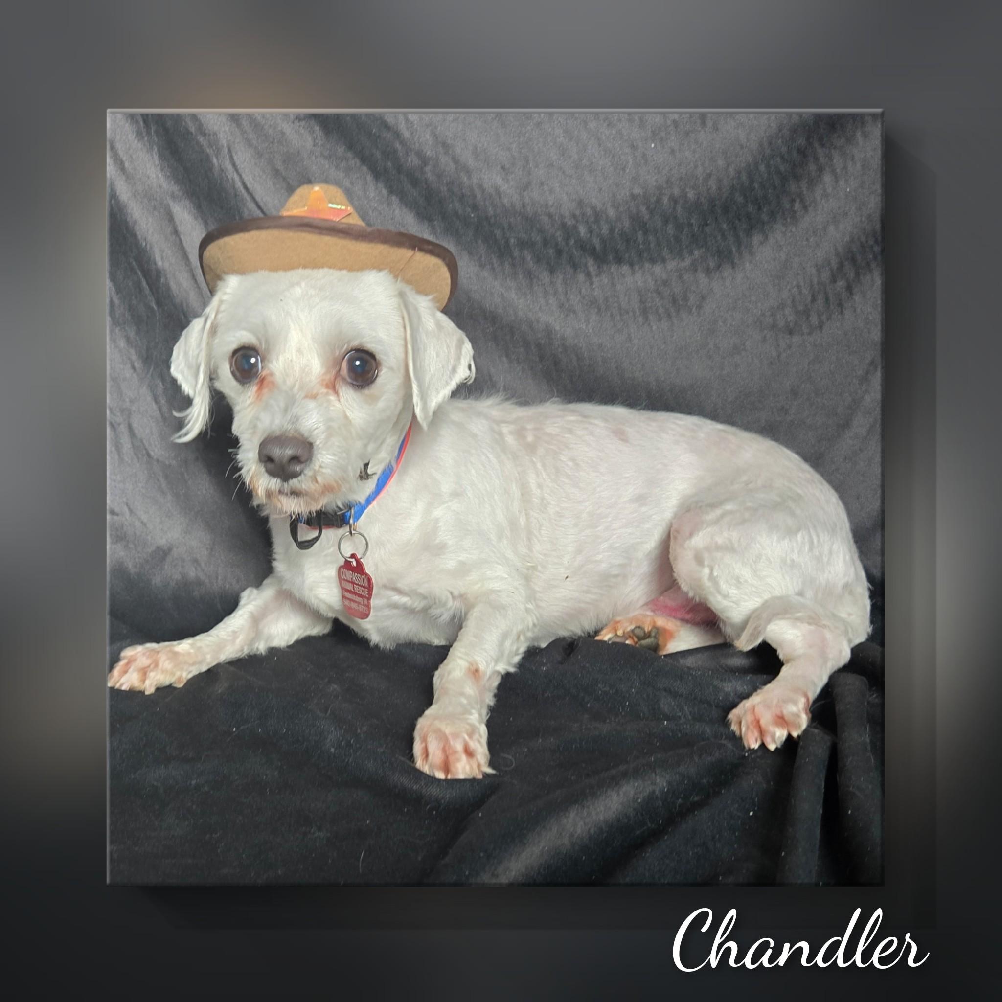 Chandler thumbnail 6