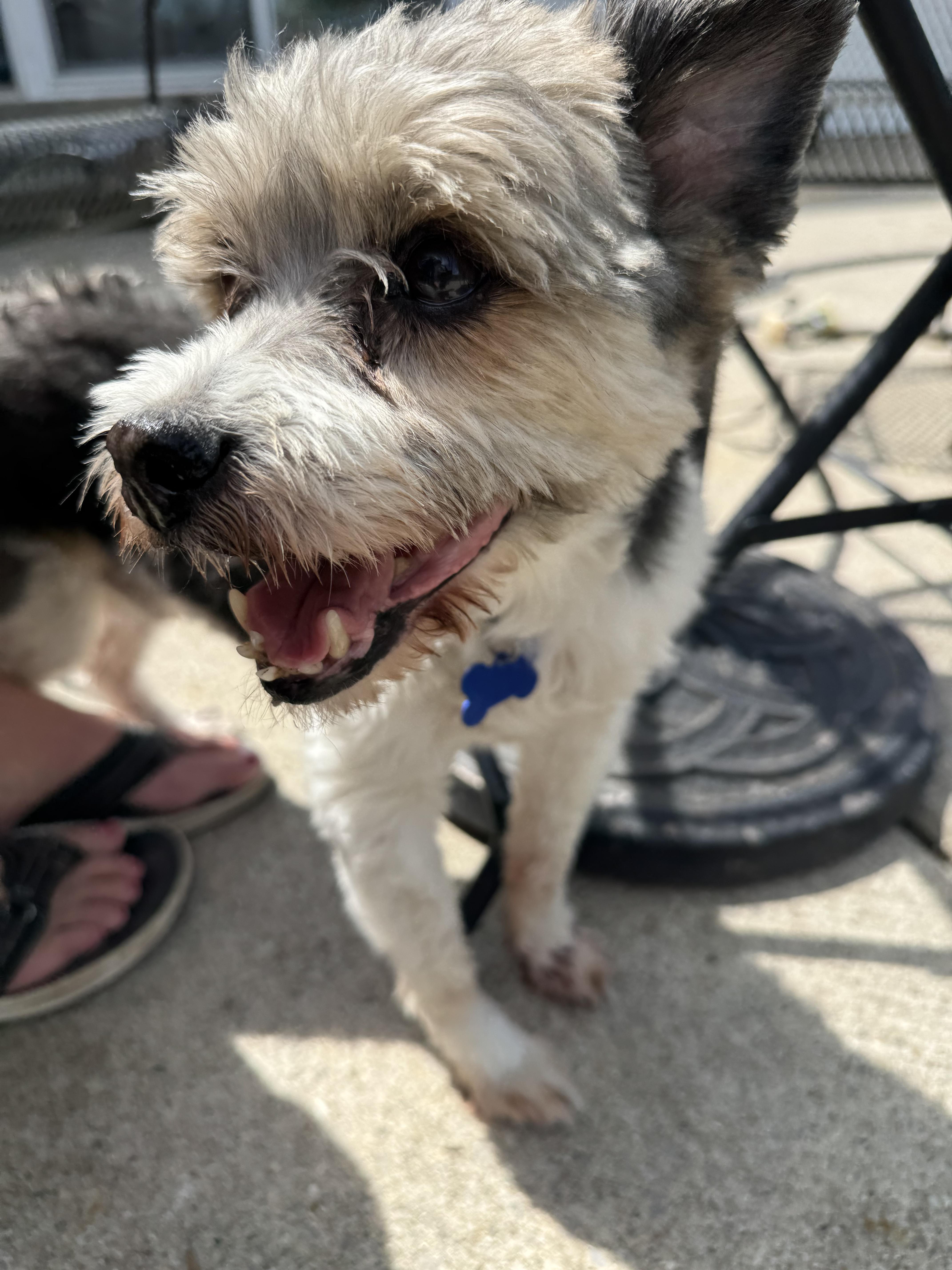Scamp, an adopted mixed breed in Grosse Pointe Park, MI image 3/6