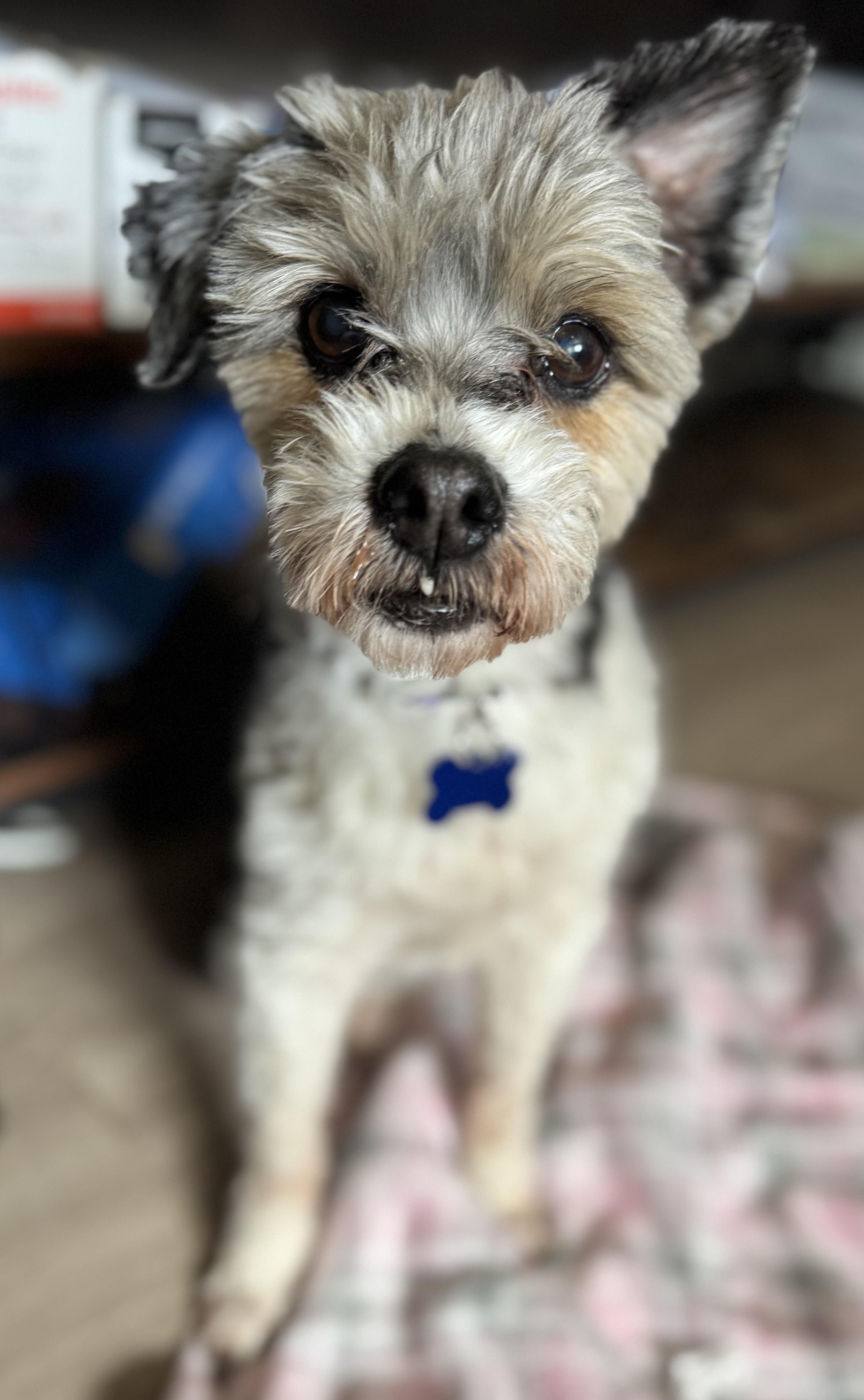 Scamp, an adopted mixed breed in Grosse Pointe Park, MI image 1/6
