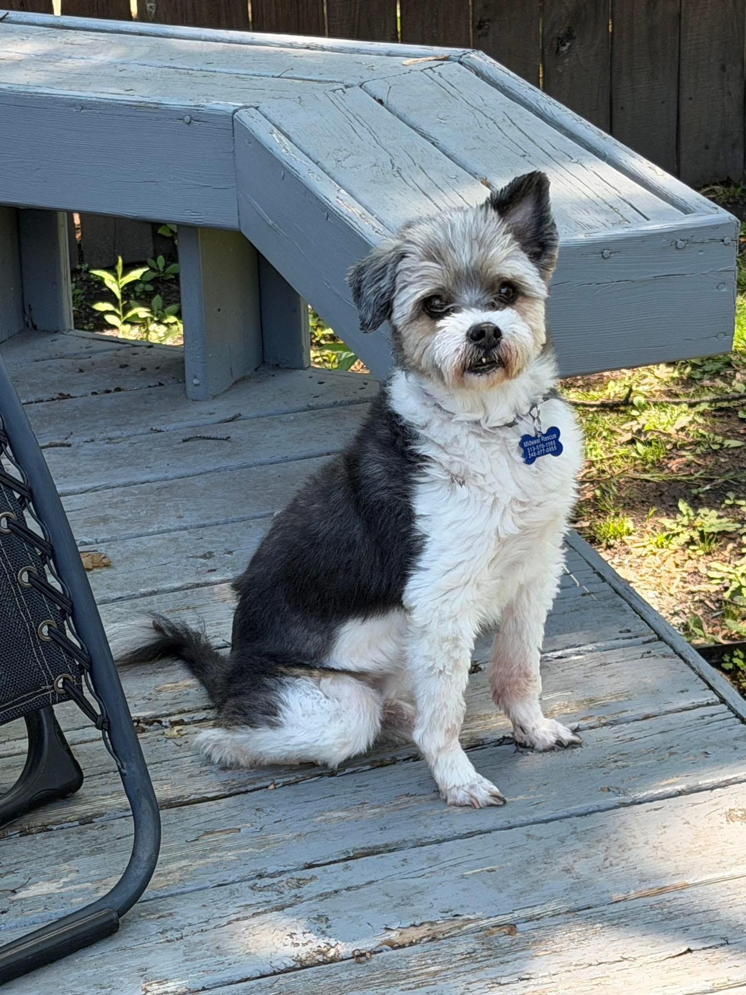 Scamp, an adopted mixed breed in Grosse Pointe Park, MI image 5/6