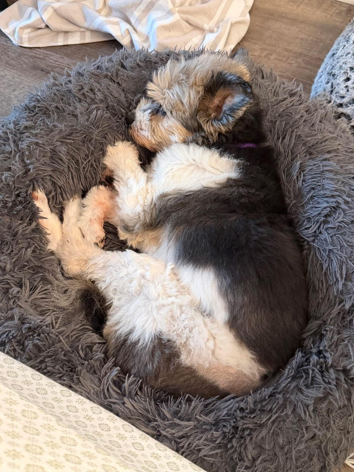 Scamp, an adopted mixed breed in Grosse Pointe Park, MI image 6/6