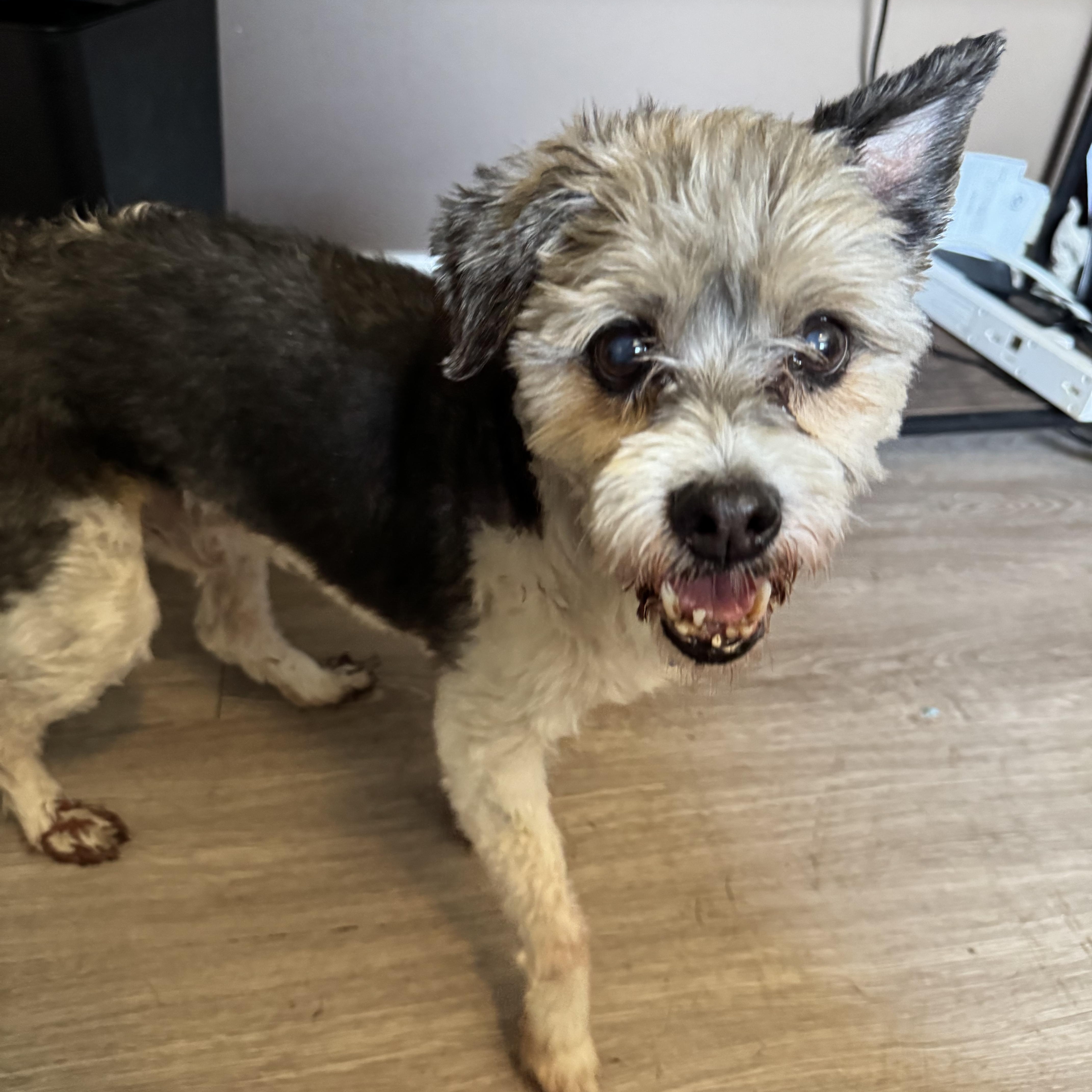 Scamp, an adopted mixed breed in Grosse Pointe Park, MI image 2/6
