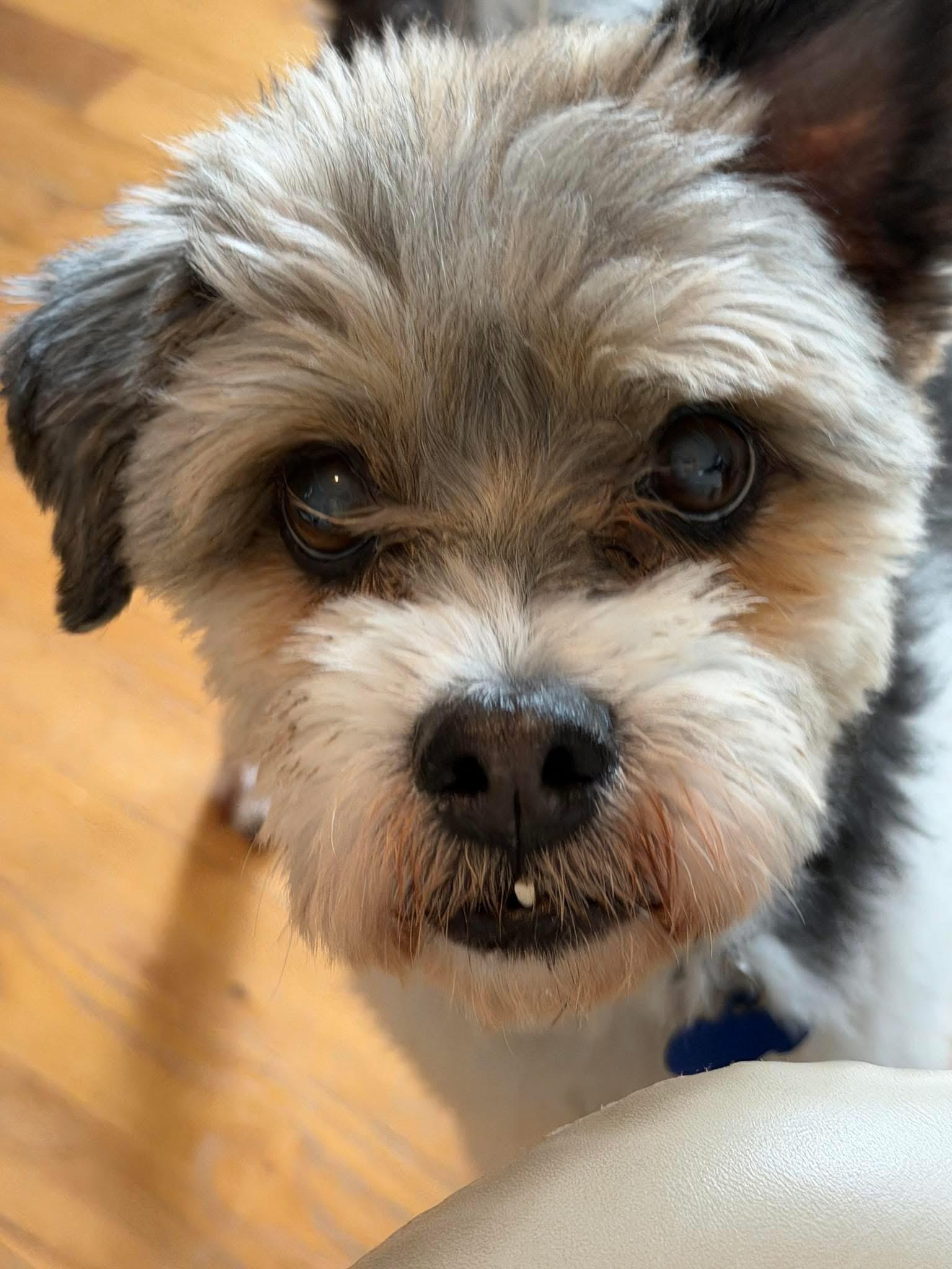 Scamp, an adopted mixed breed in Grosse Pointe Park, MI image 4/6