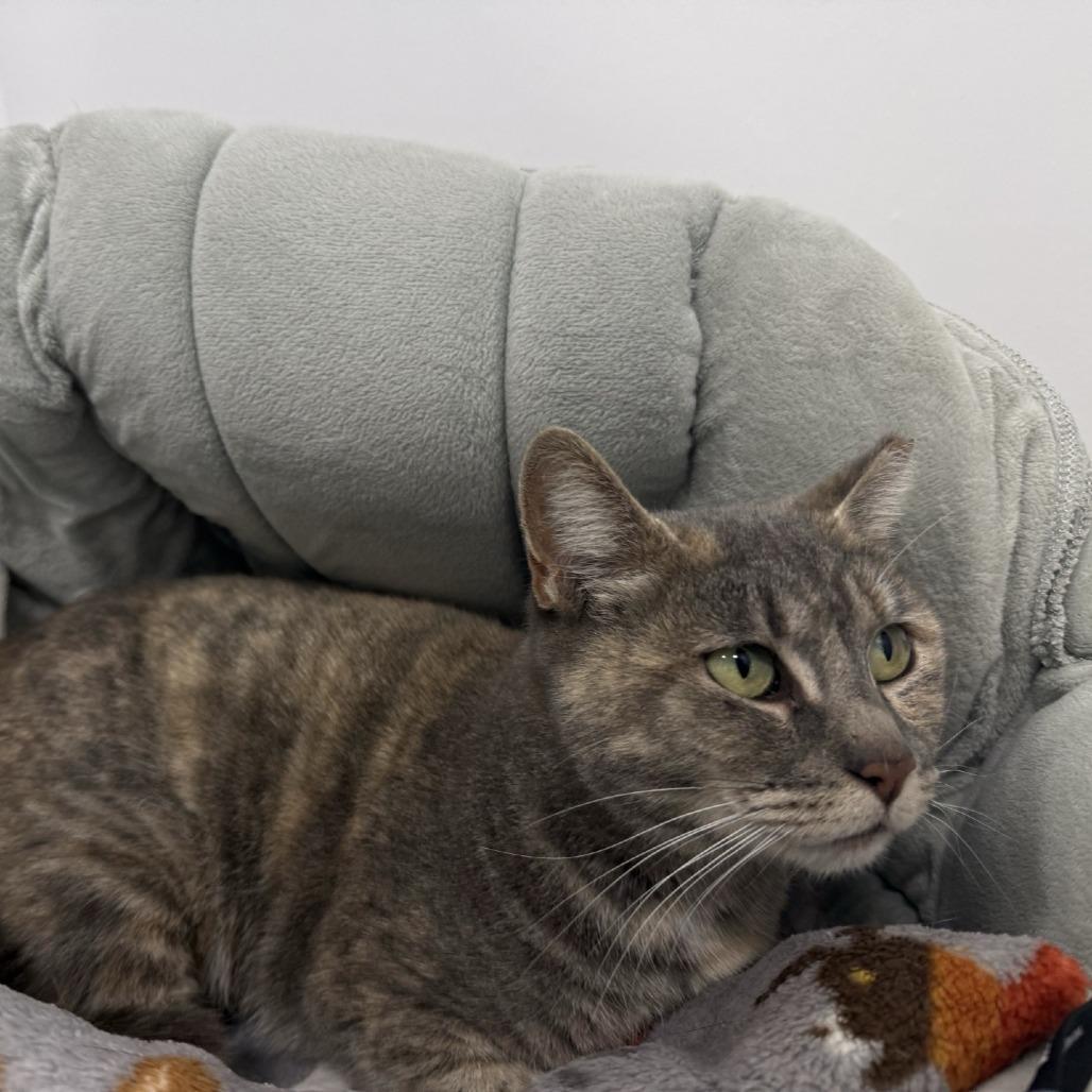 Zelda 2025, Adoptable, Adult Female Domestic Short Hair.