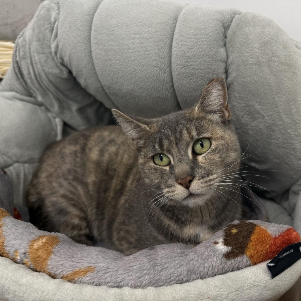 Zelda 2025, a Adoptable Domestic Short Hair in Bensalem, PA image 2/2