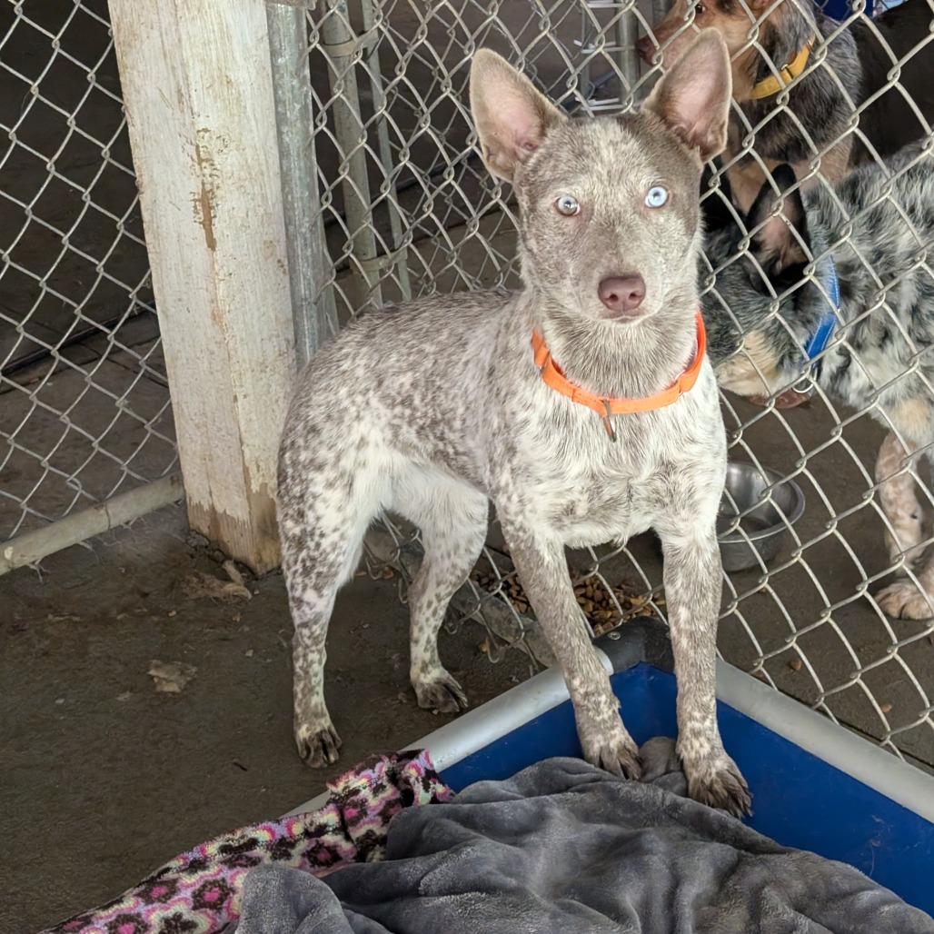 Enlarge Wilma, a Adoptable Australian Cattle Dog / Blue Heeler in Blair, WI image 1/2
