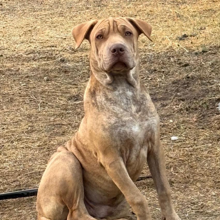 FWT Ricky, Adoptable, Young Male Shar-Pei.