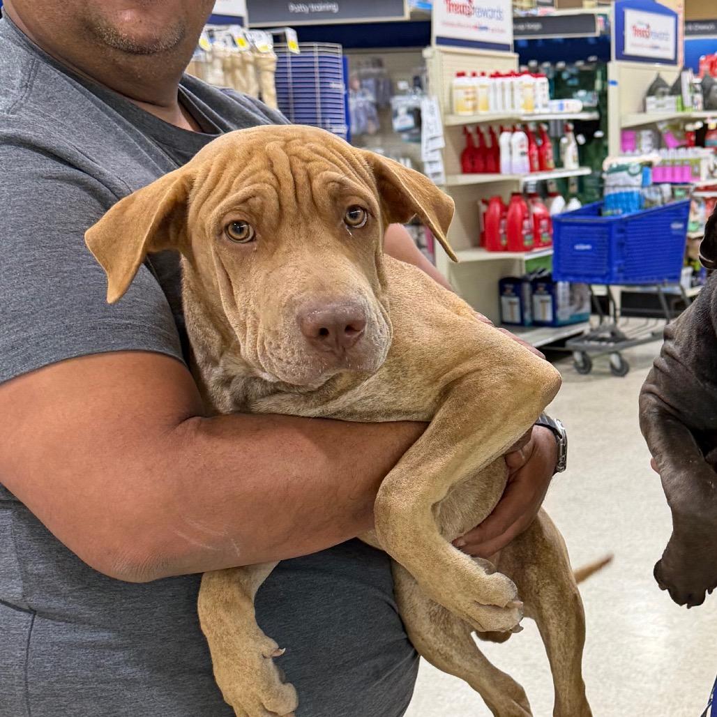 Enlarge FWT Ricky, a Adoptable Shar-Pei in Midland, TX image 2/2