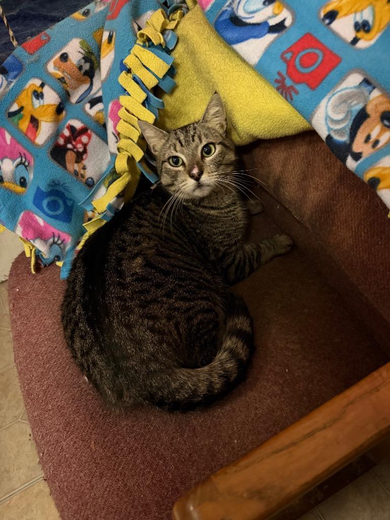 Nugget, Adoptable, Young Male Domestic Short Hair.