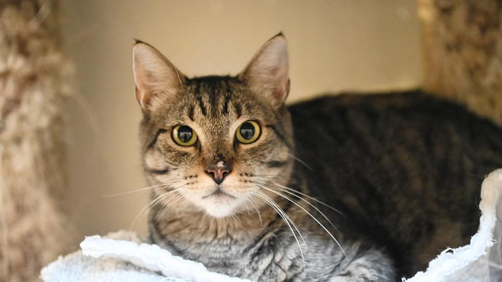 Enlarge Nugget, a Adoptable mixed breed in St. James City, FL image 2/2