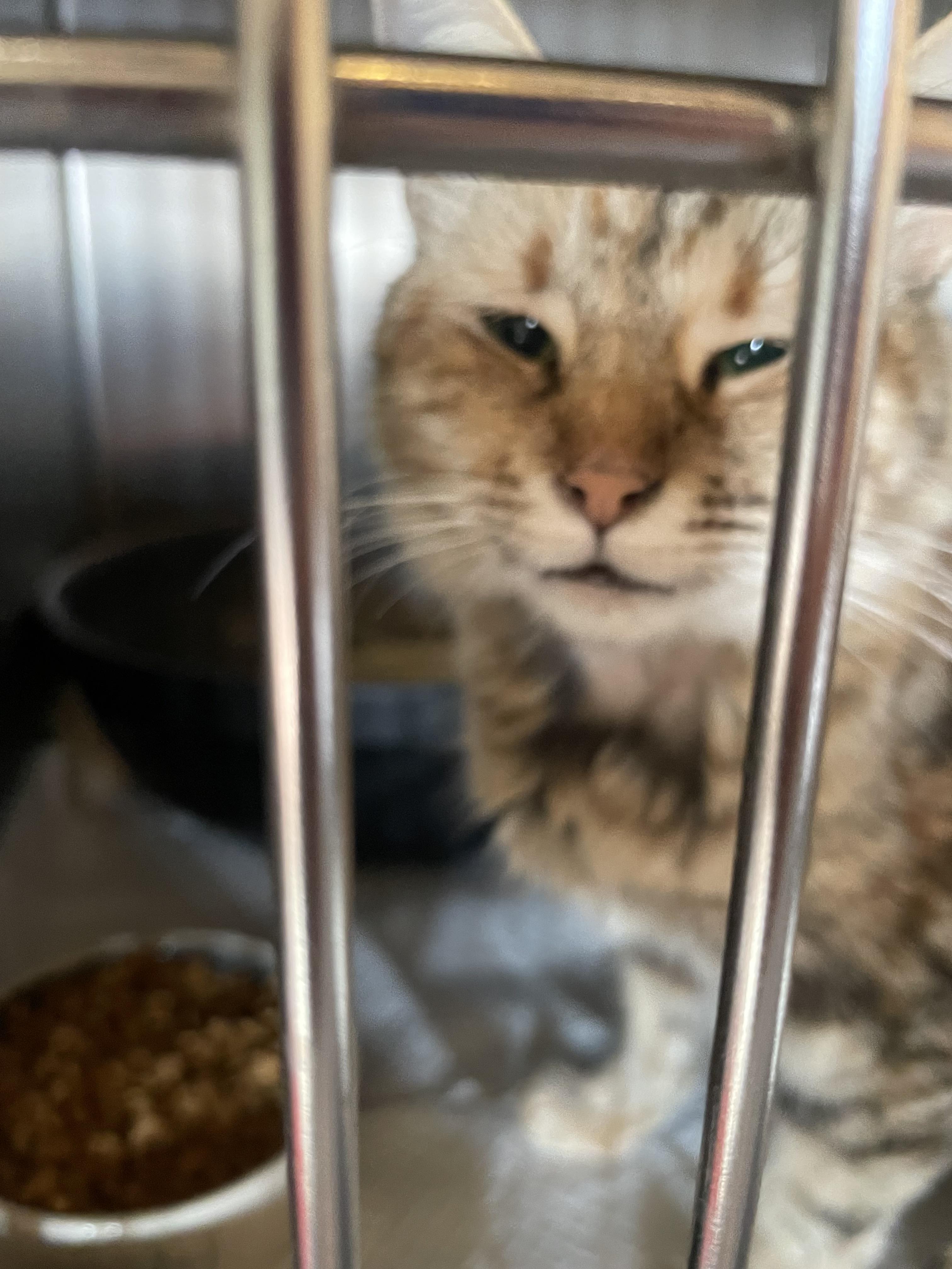 Emily, Adopted, Adult Female Domestic Long Hair.