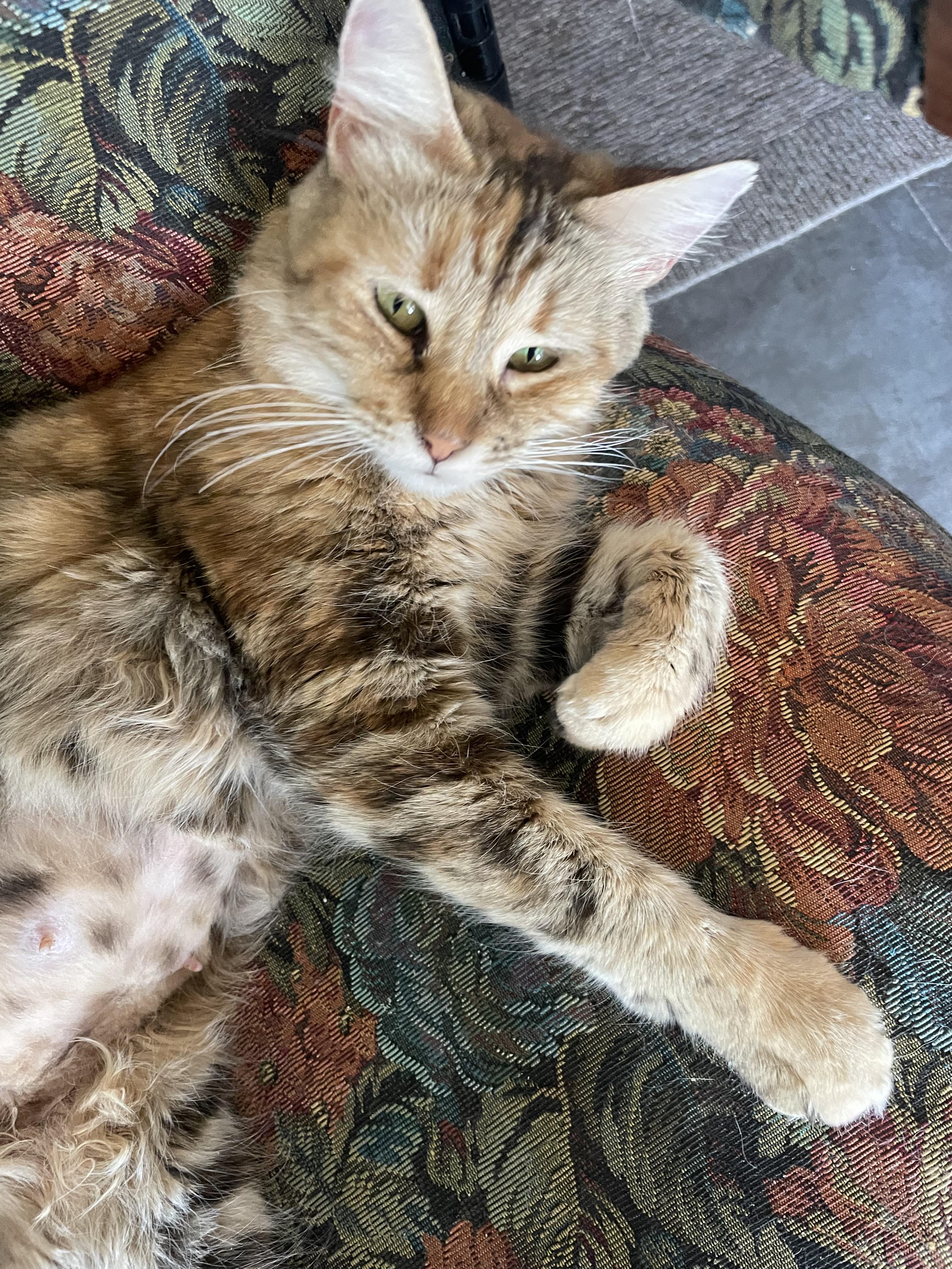 Enlarge Emily, a Adopted Domestic Long Hair in Watonga, OK image 2/2