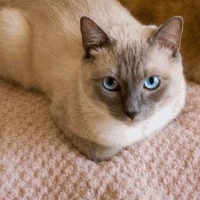 Sonny (courtesy post), adopted, Adult Male Siamese & American Shorthair.