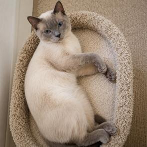 Enlarge Sonny (courtesy post), an adopted mixed breed in Watchung, NJ image 3/3