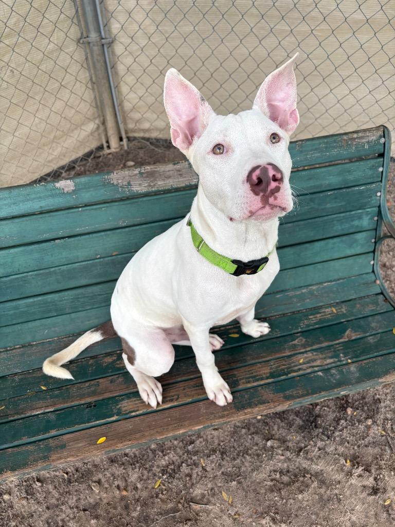 Keto, Adoptable, Young Male Mixed Breed.