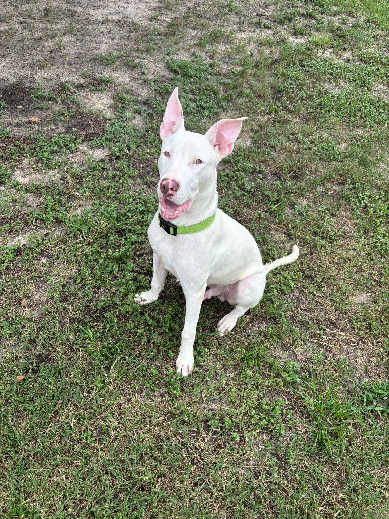 Keto, a Adoptable Mixed Breed in Ocala, FL image 1/4