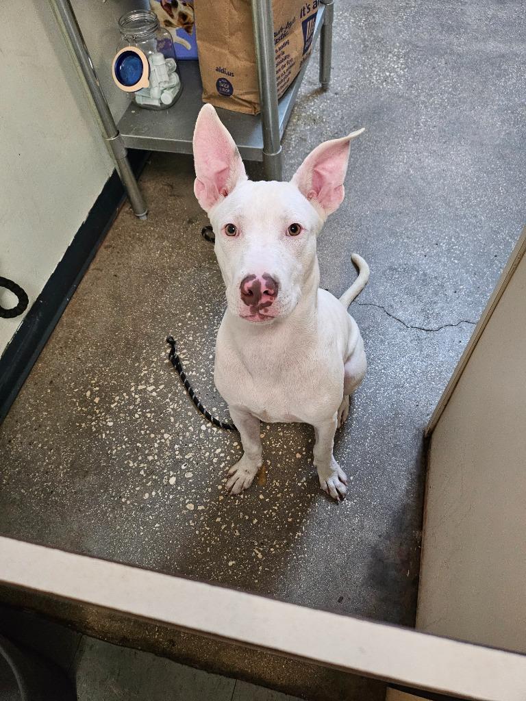 Keto, a Adoptable Mixed Breed in Ocala, FL image 2/4