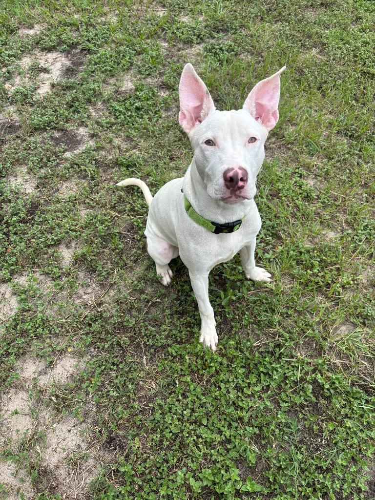 Keto, a Adoptable Mixed Breed in Ocala, FL image 4/4