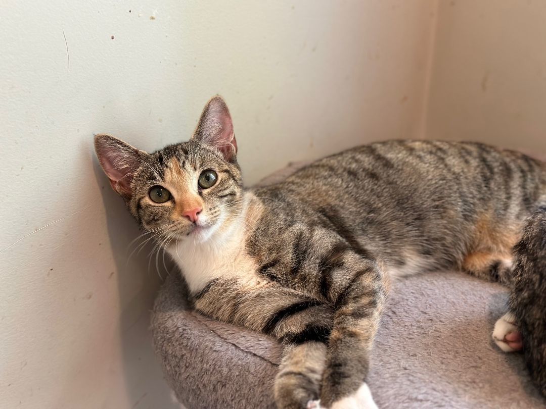 Enlarge Moppet, a Adoptable mixed breed in Apex, NC image 2/2