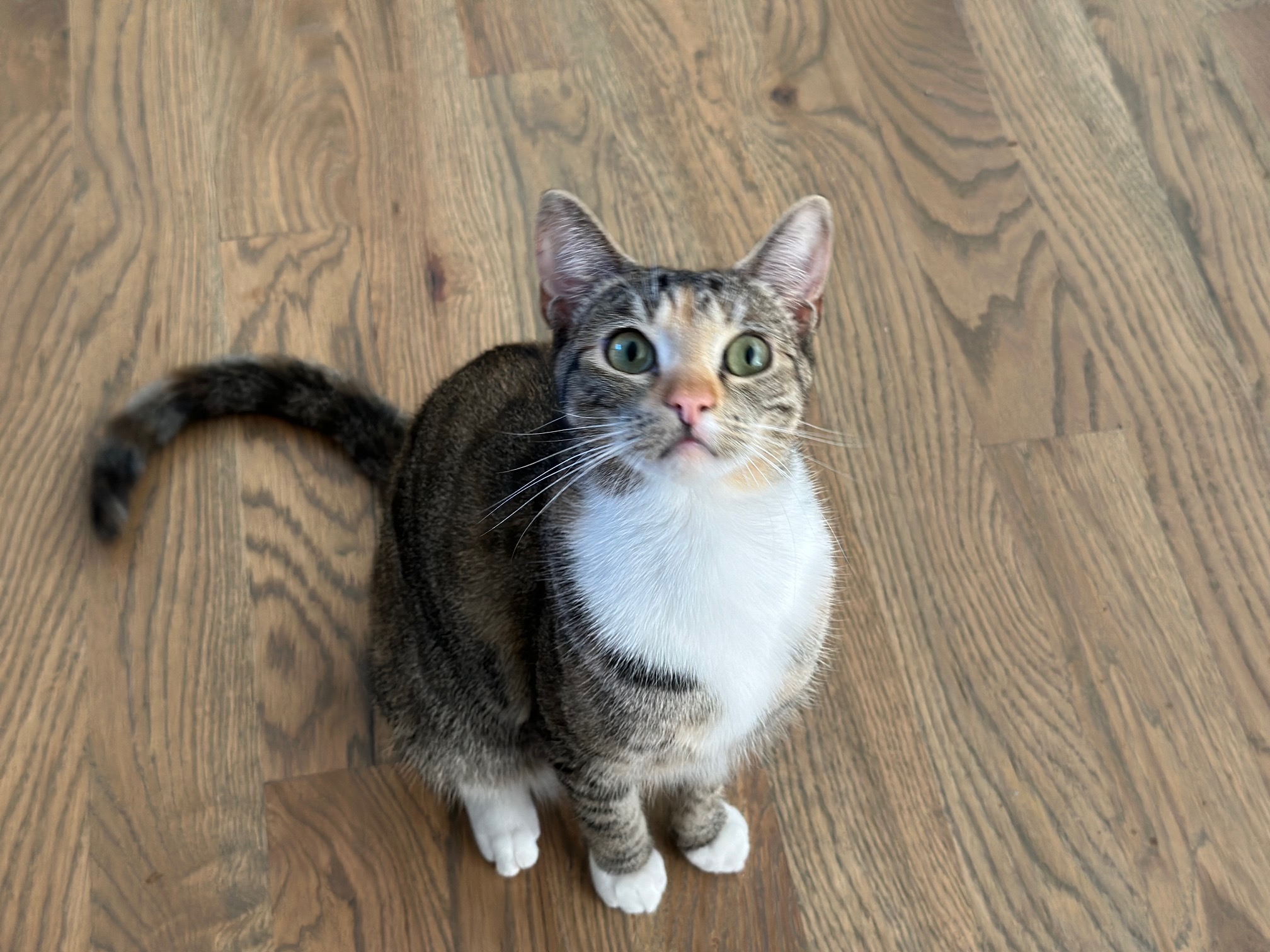 Moppet, Adoptable, Kitten Female Domestic Short Hair & Calico.