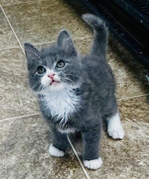 Enlarge Thorne, a Adopted Domestic Medium Hair in Sistersville, WV image 1/1