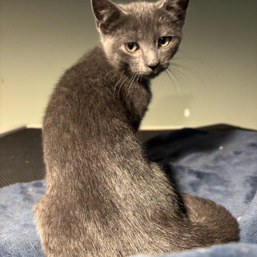 Hopper, Adoptable, Kitten Male Domestic Short Hair.