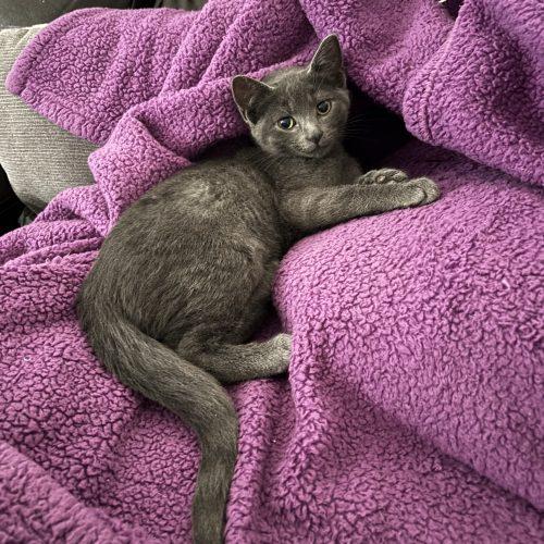 Enlarge Hopper, a Adoptable Domestic Short Hair in Kenosha, WI image 2/2