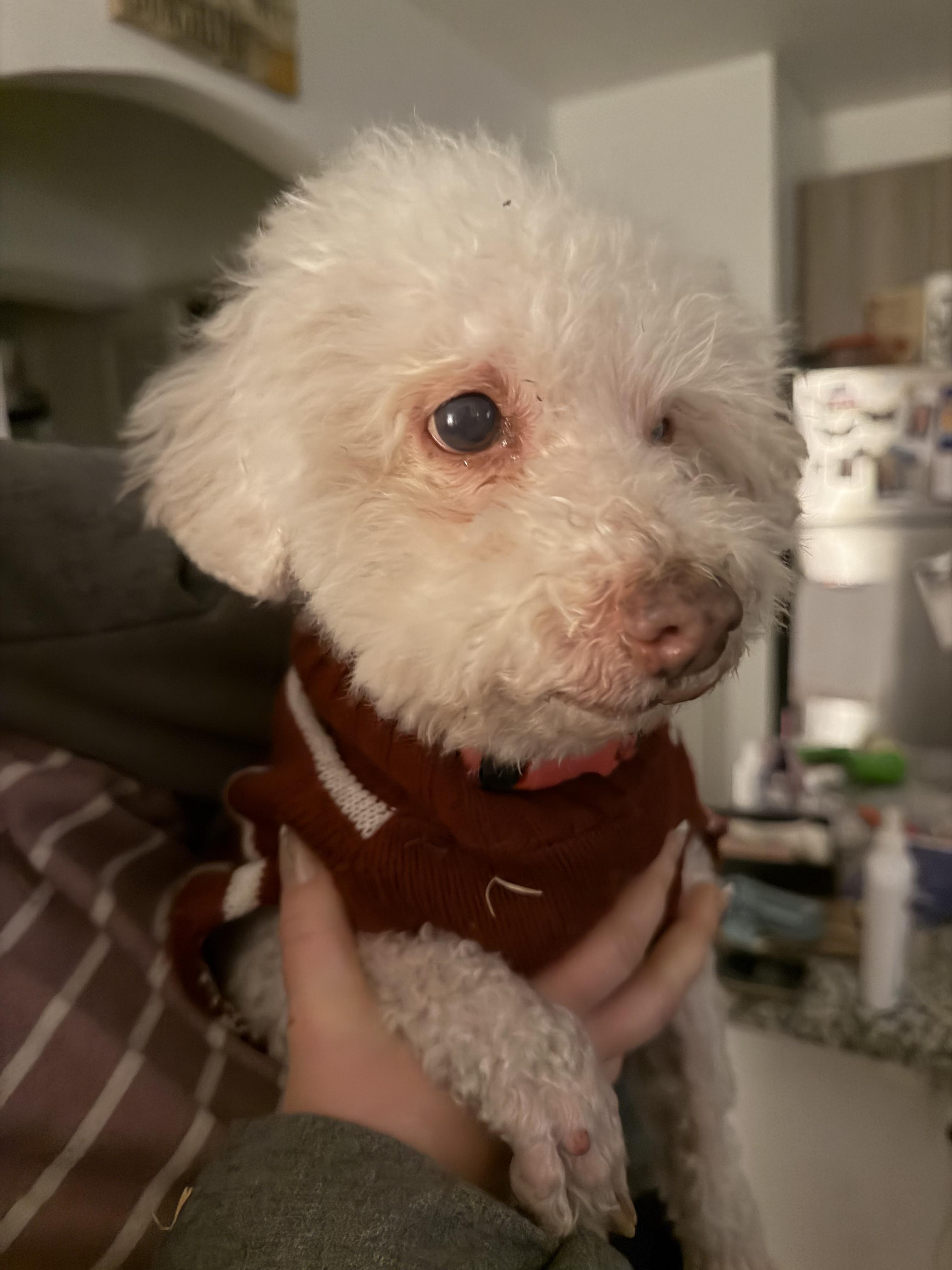 Lily, ADOPTABLE, Senior Female Poodle.