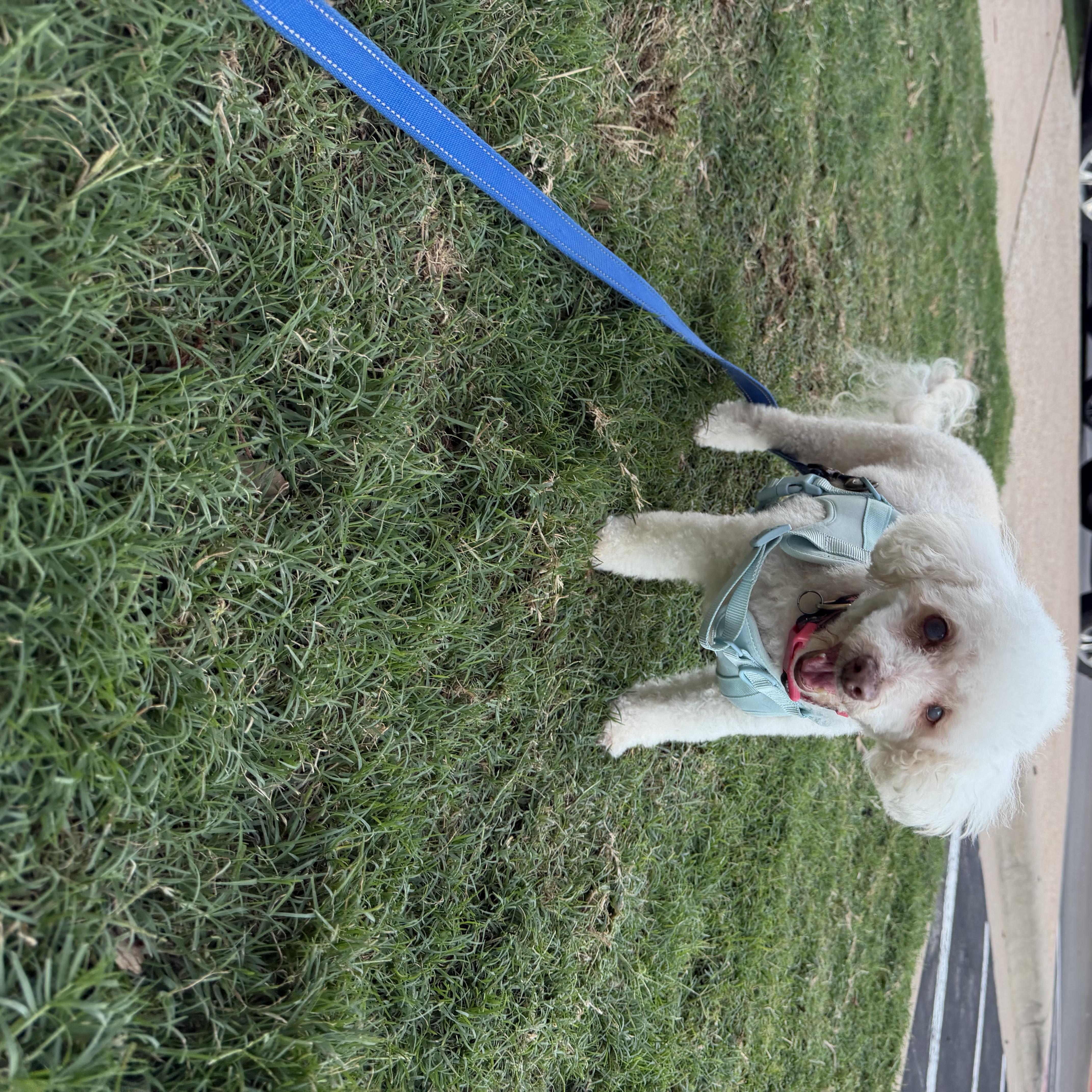 Lily, a ADOPTABLE mixed breed in Austin, TX image 2/4
