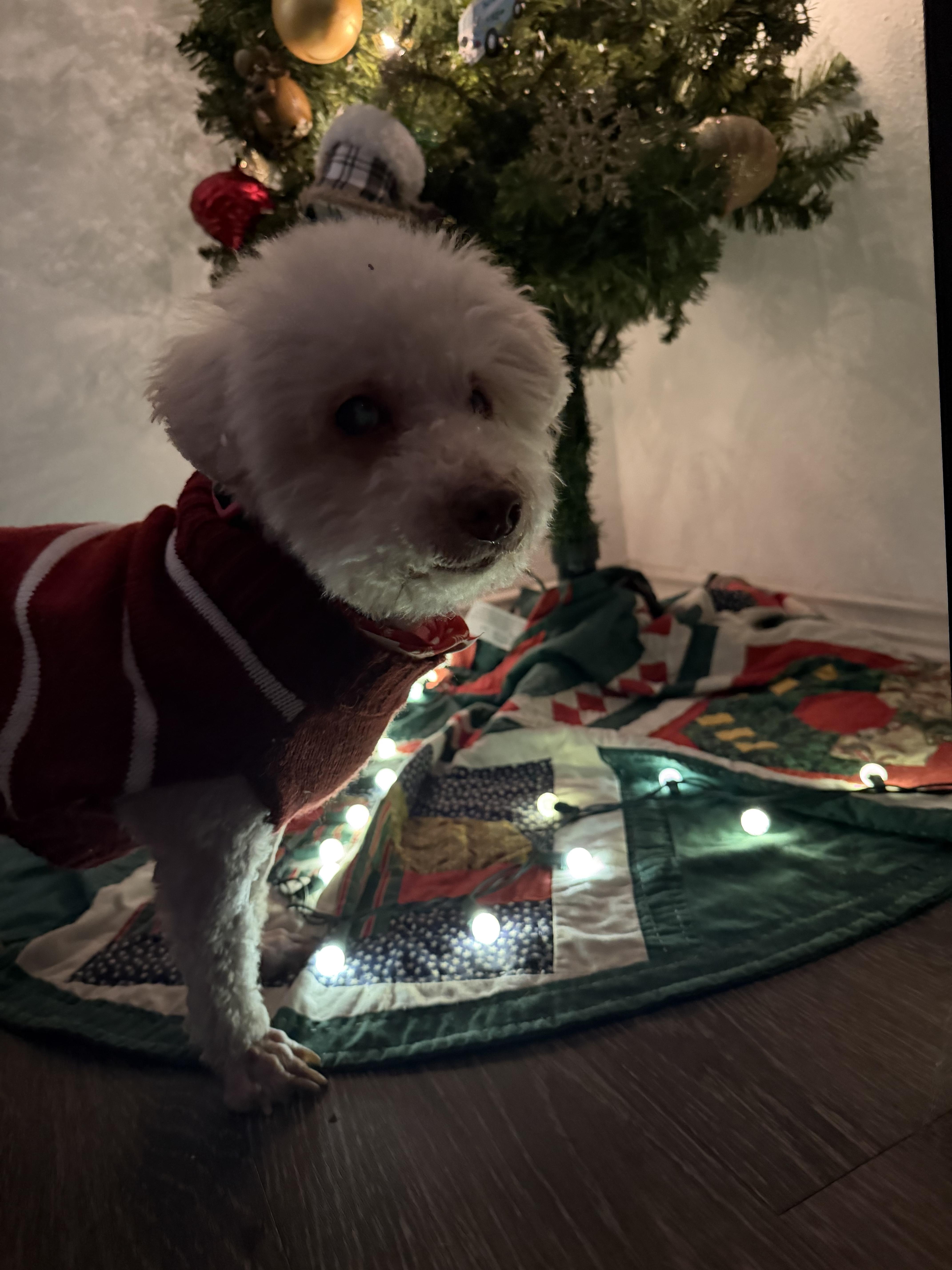 Enlarge Lily, a ADOPTABLE mixed breed in Austin, TX image 4/4