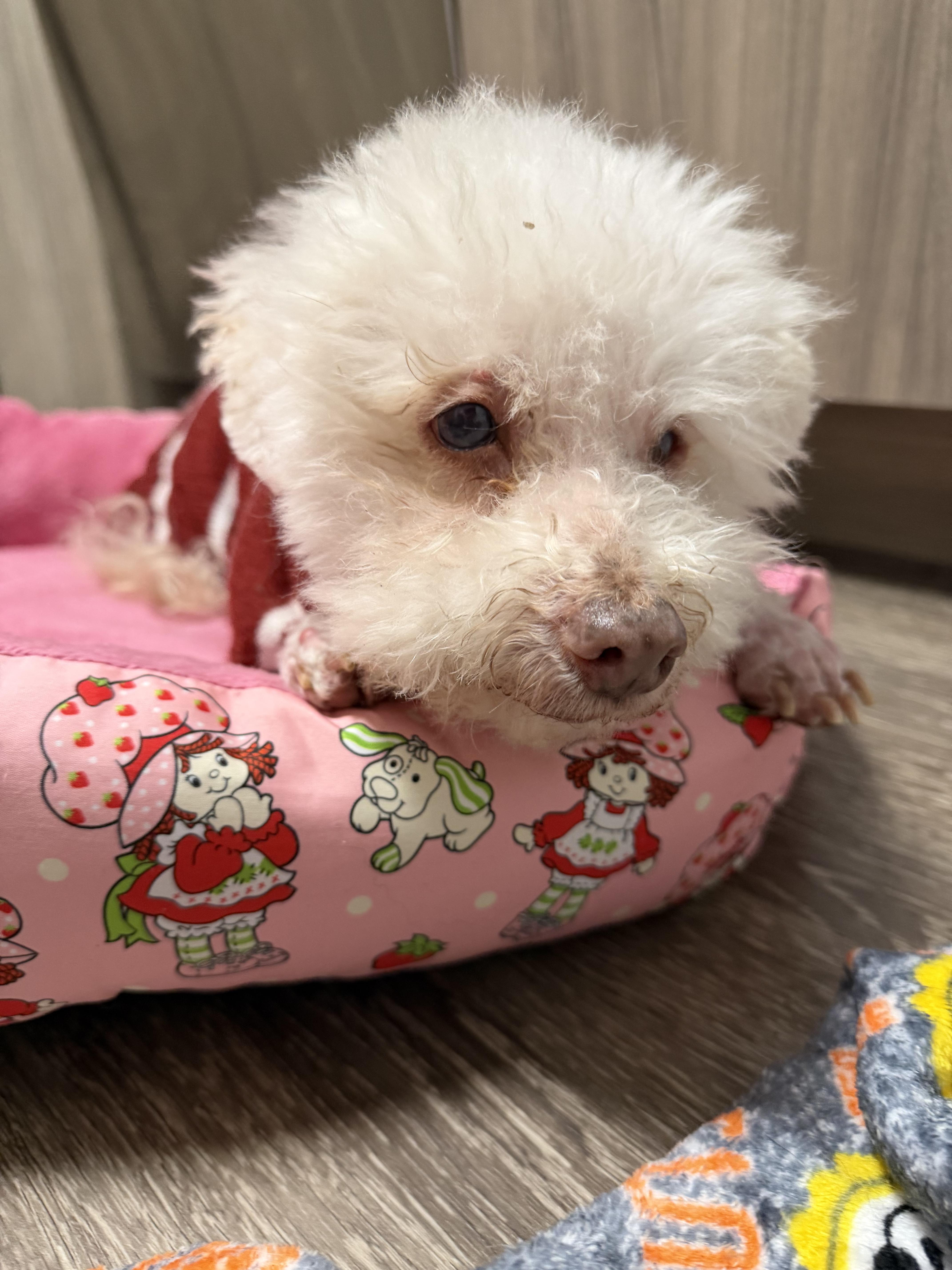 Enlarge Lily, a ADOPTABLE mixed breed in Austin, TX image 2/4