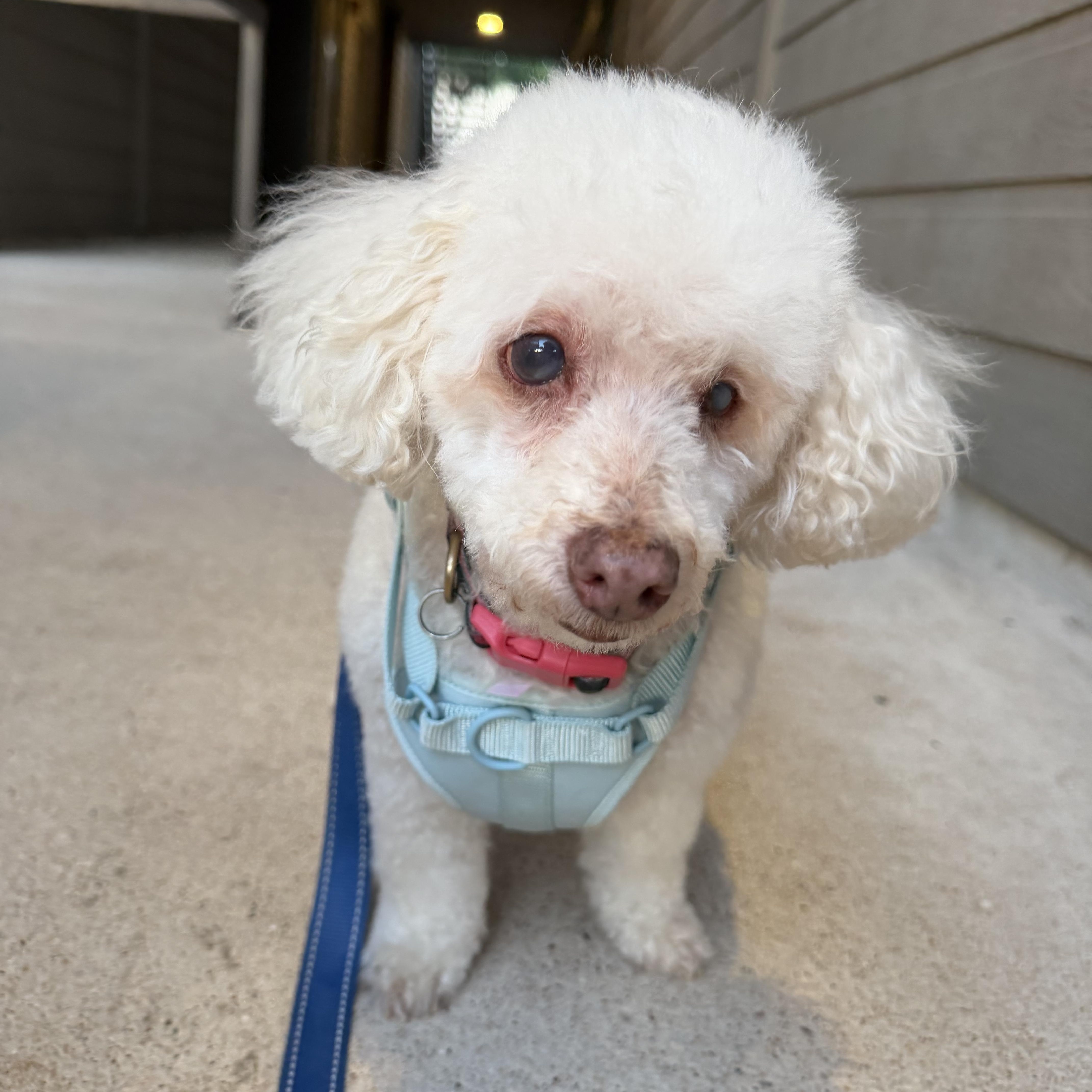 Lily, a ADOPTABLE mixed breed in Austin, TX image 1/4