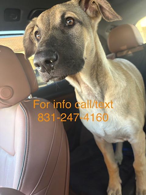 Enlarge Rex, a ADOPTABLE mixed breed in Santa Cruz, CA image 2/6