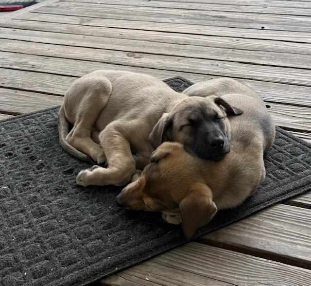 Enlarge Rex, a ADOPTABLE mixed breed in Santa Cruz, CA image 6/6