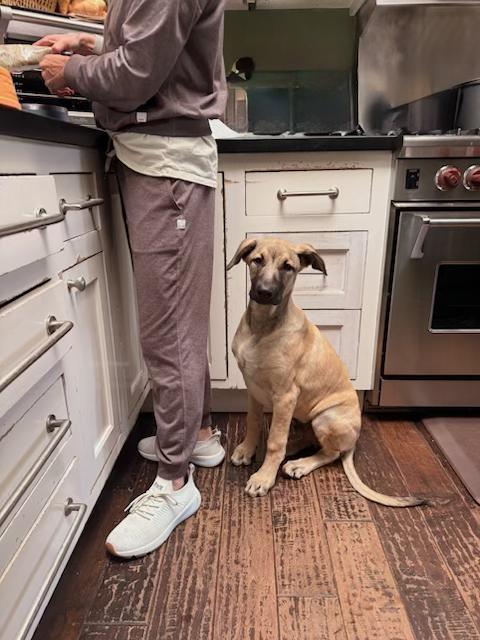 Enlarge Rex, a ADOPTABLE mixed breed in Santa Cruz, CA image 4/6