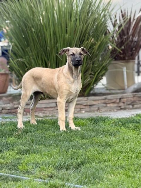 Rex, ADOPTABLE, Puppy Male German Shepherd Dog & Doberman Pinscher.