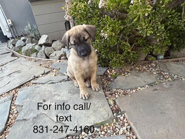 Enlarge Rex, a ADOPTABLE mixed breed in Santa Cruz, CA image 5/6