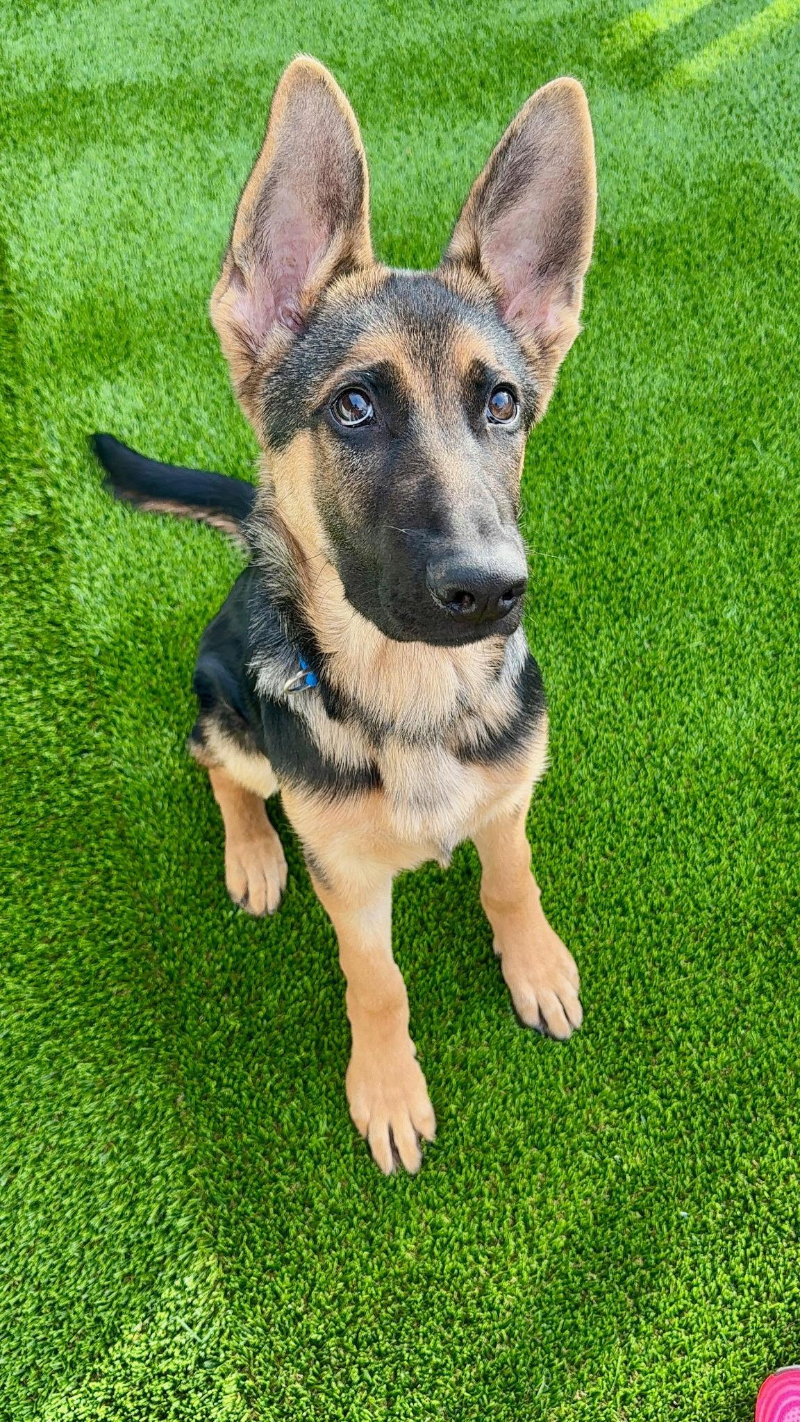 Enlarge Aristotle, an adopted German Shepherd Dog in Brookfield, CT image 4/5