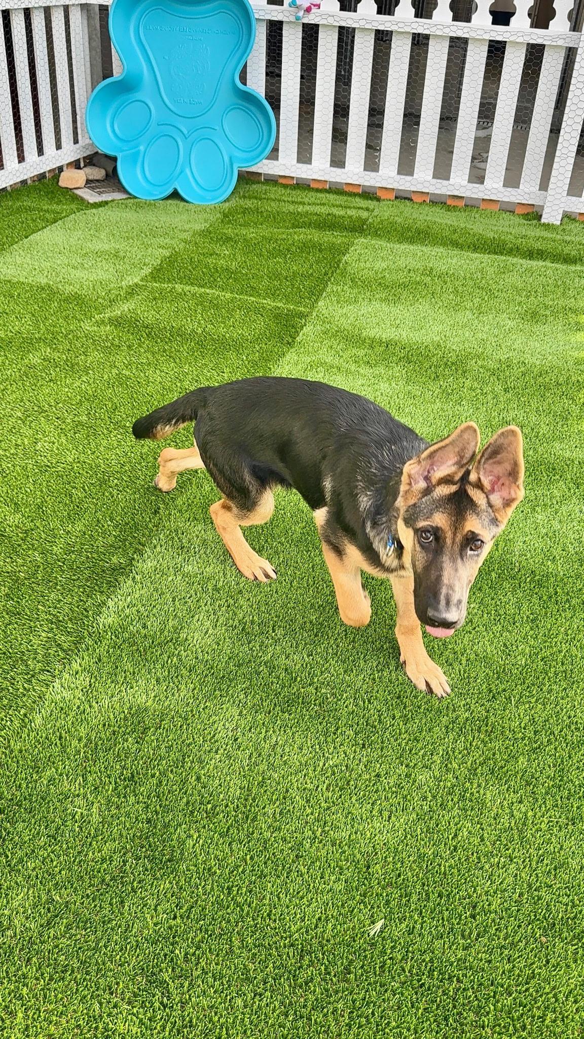 Enlarge Aristotle, an adopted German Shepherd Dog in Brookfield, CT image 5/5