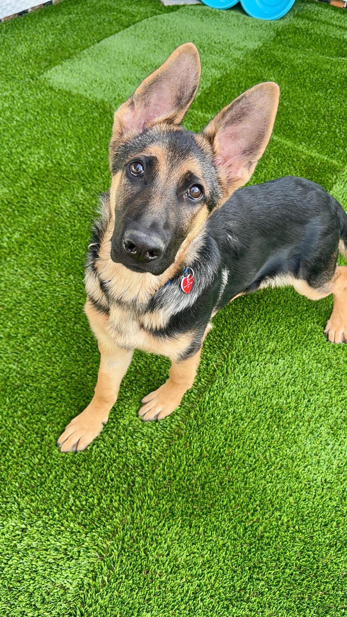 Enlarge Aristotle, an adopted German Shepherd Dog in Brookfield, CT image 3/5