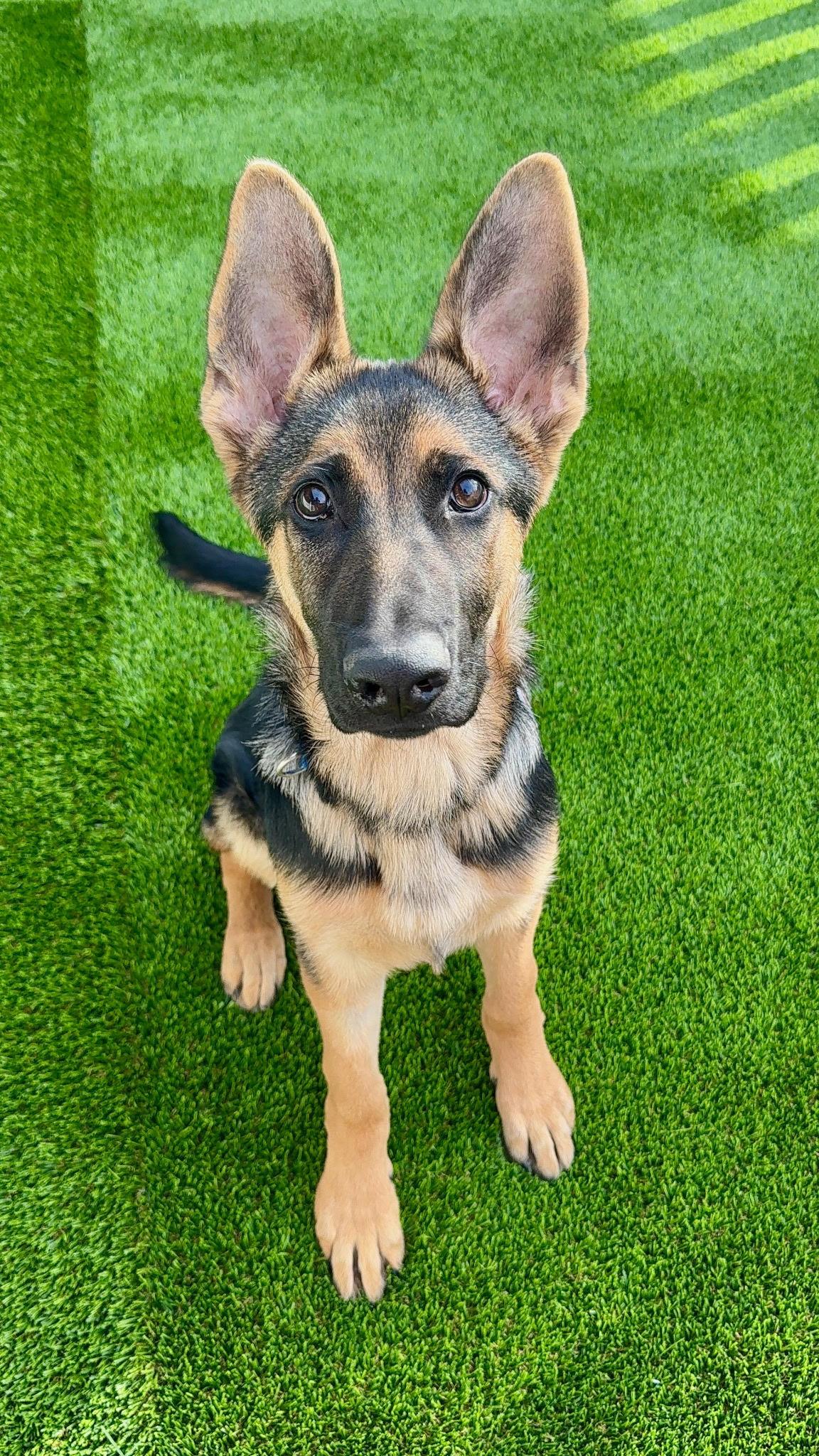 Enlarge Aristotle, an adopted German Shepherd Dog in Brookfield, CT image 1/5