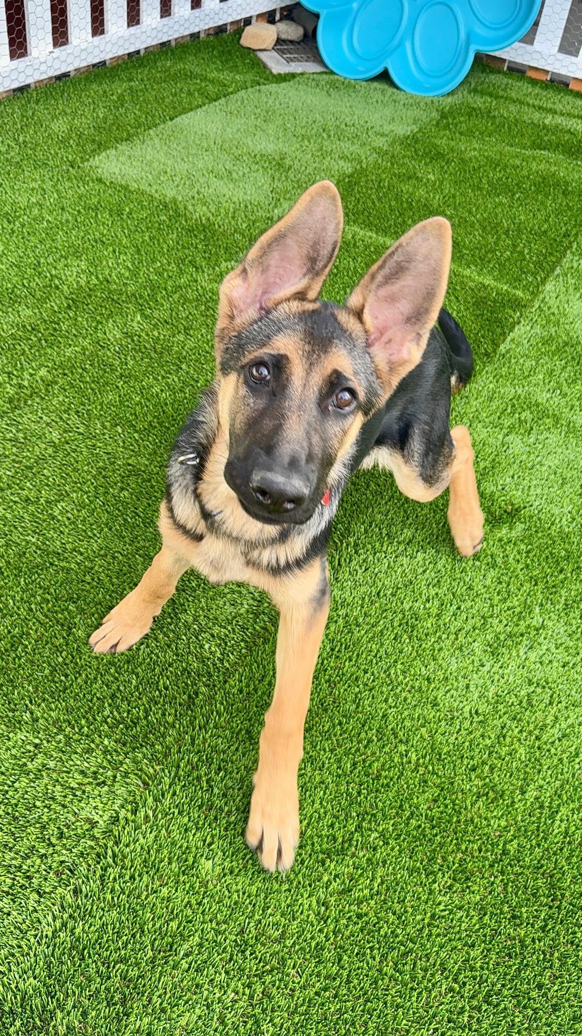 Enlarge Aristotle, an adopted German Shepherd Dog in Brookfield, CT image 2/5