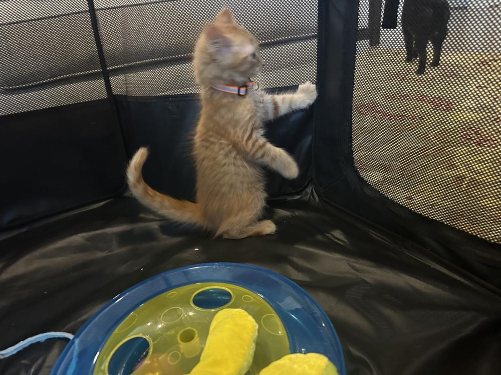 Enlarge Charlie, a Adoptable mixed breed in Vienna , VA image 3/3