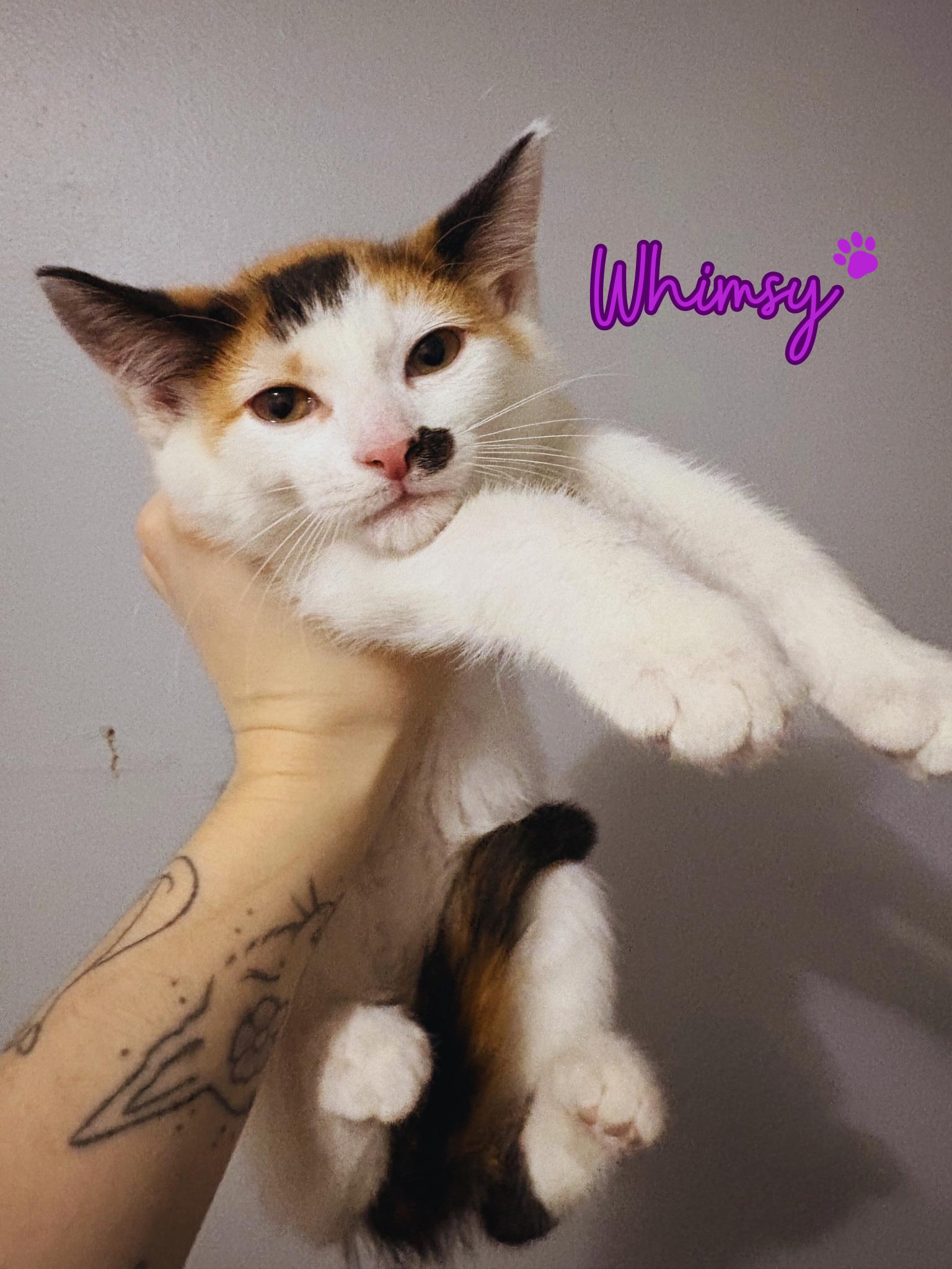 Whimsy , adopted, Kitten Female Domestic Short Hair.