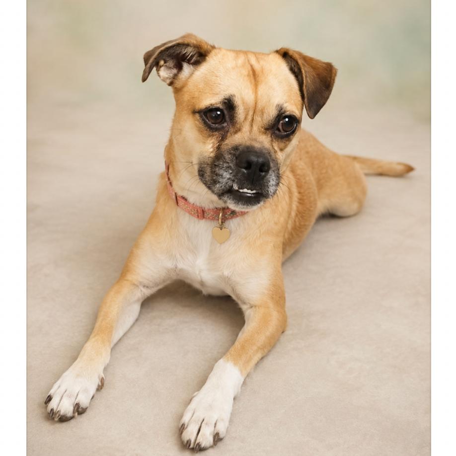 Socks, Adoptable, Adult Female Pug & Chihuahua.