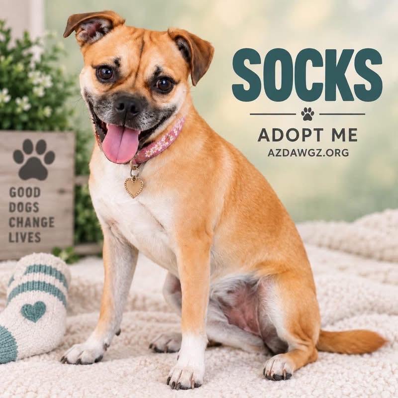 Enlarge Socks, a Adoptable mixed breed in Phoenix, AZ image 2/4