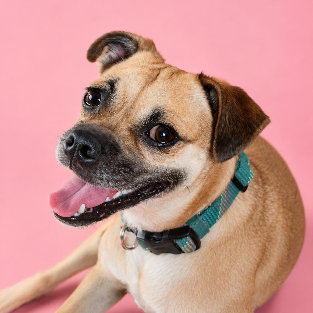 Enlarge Socks, a Adoptable mixed breed in Phoenix, AZ image 3/4